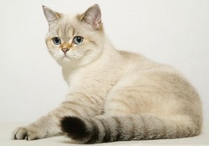 Затушеванный Колор-пойнт Окрас Британских Кошек: фото, стандарт окраса. Фото затушеванный поинт британских котят, кошек, котов. Серебристый и золотой затушеванный колор-пойнт британец: стандарт окраса. 